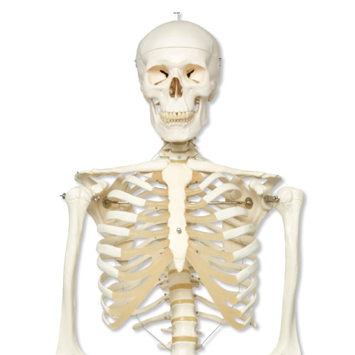 Skelet Op Voetroller