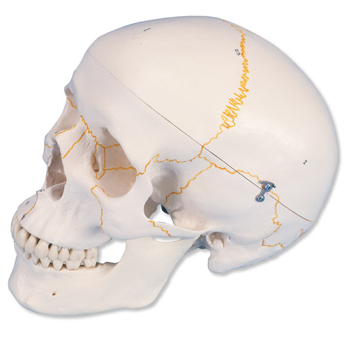 All Products - Crane Classique Avec Numerotation