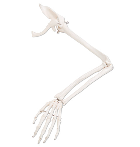 All Products - Squelette Bras Avec Clavicule