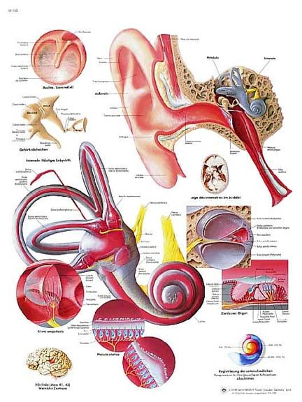 Wandkaart: Human Ear