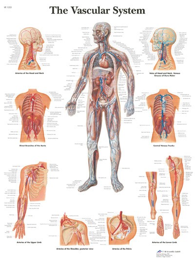 Wandkaart: The Vascular System