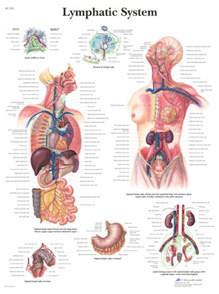 Wandkaart: Lymphatic System