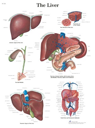 All Products - The Liver