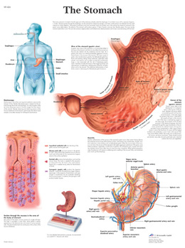 Wandkaart: The Stomach