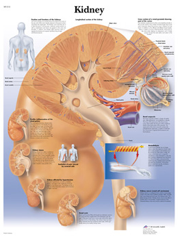 Wandkaart: Kidney