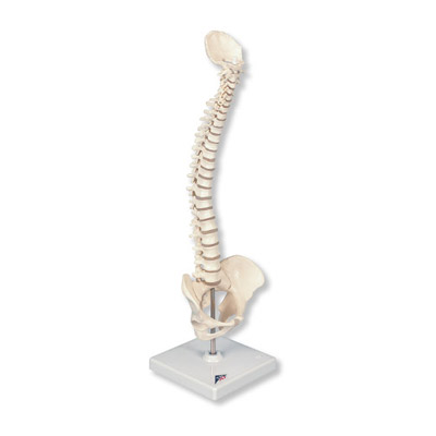 All Products - Colonne Vertebral 30cm