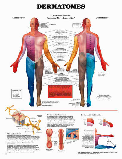 Wandkaart Dermatomen