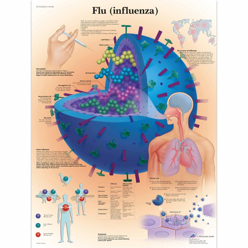 Wandkaart: Flu (influenza)